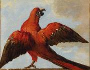 Jean Baptiste Oudry Parrot with Open Wings oil painting artist